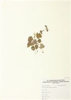 藏品(喜岩堇菜)的圖片
